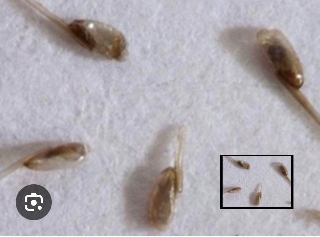Nitsimageforaftercare | the lice chicks Nits+image+for+aftercare the lice chicks