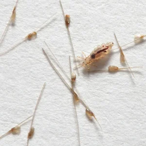 65bb3ca0c9fc743f1f1a0649 what do lice look like pictures close up | the lice chicks 65bb3ca0c9fc743f1f1a0649 what do lice look like pictures close up the lice chicks